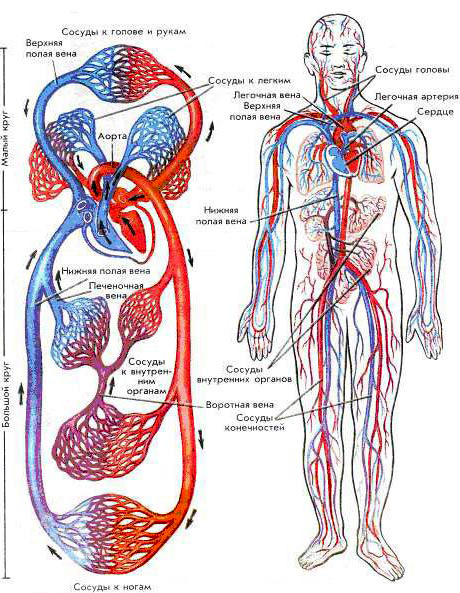 serdechno-sosudistaya